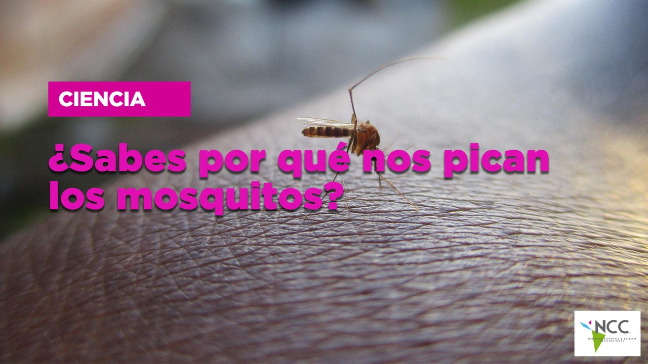 ¿Sabes por qué nos pican los mosquitos? - Vídeo Dailymotion