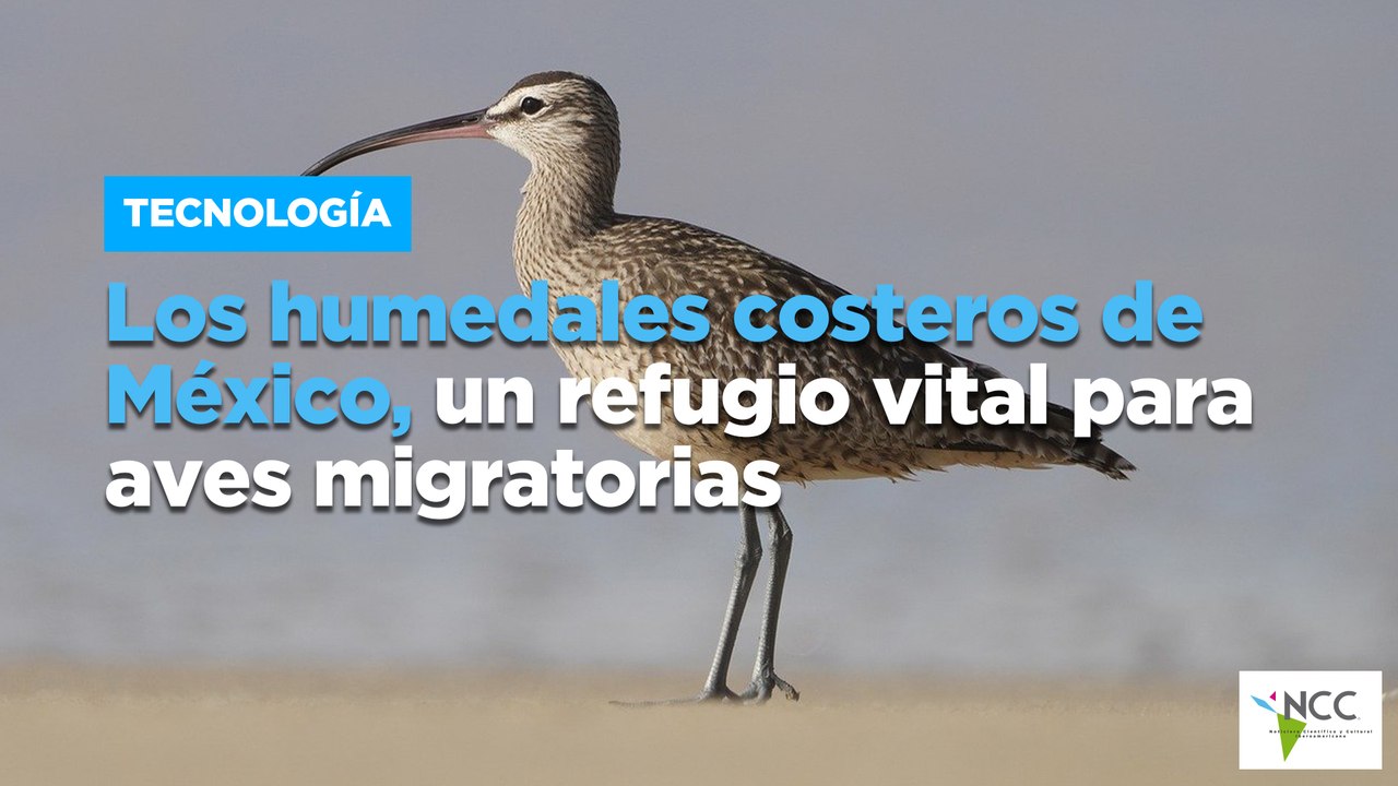 Los humedales costeros de México, un refugio vital para aves migratorias