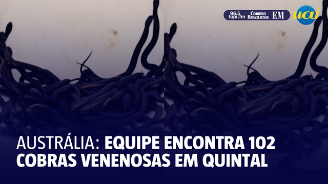 Equipe encontra 102 cobras venenosas em quintal de casa na Austrália