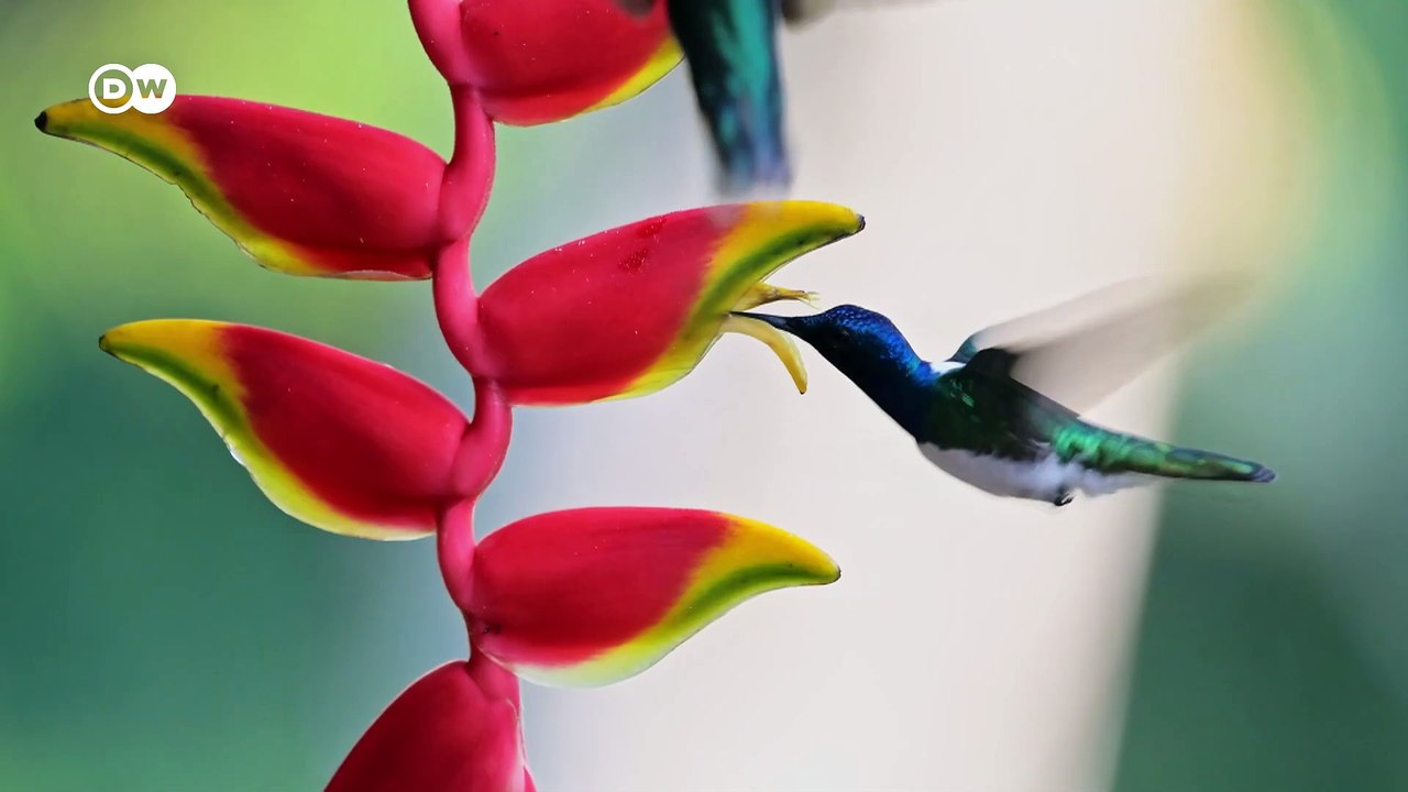 Wie stehen die Chancen für außerirdisches Leben?