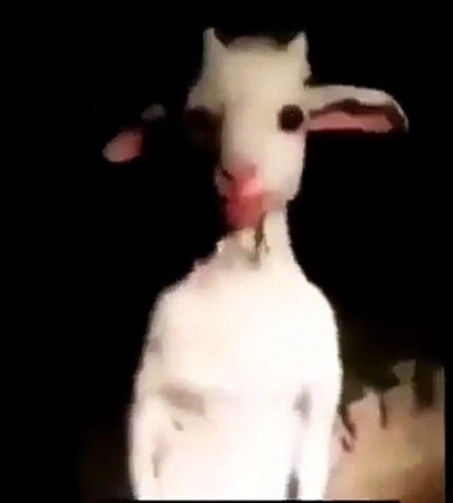 Une chèvre Qui regarde mal