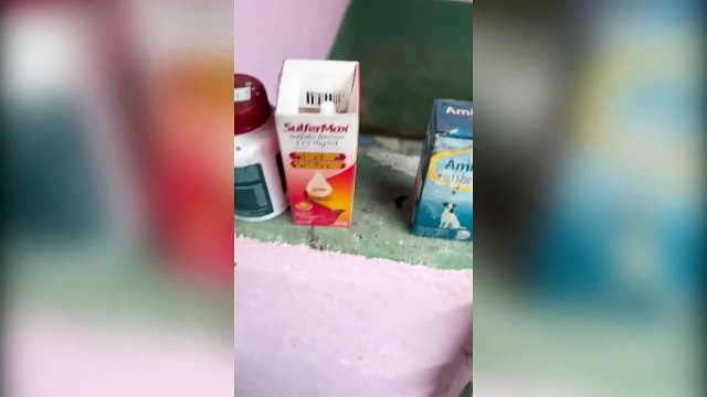 Cães sob condições de maus-tratos e prestes a serem vendidos são resgatados na RMC; suspeita é presa