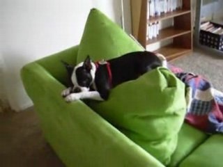 Otto-terrier-boston-betise