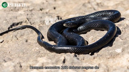 "Tragédias e Mistérios: Cobras venenosas, influencer morto e acidente de avião chocam o mundo"