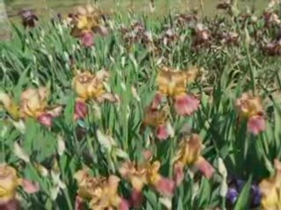 IRIS