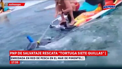Chiclayo: Rescatan a tortuga gigante en peligro de extinción que quedó atrapada en red de pesca