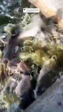 Kasih pakan induk lele sehari berapa kali, Selain pelet adakah pakan lain untuk induk lele