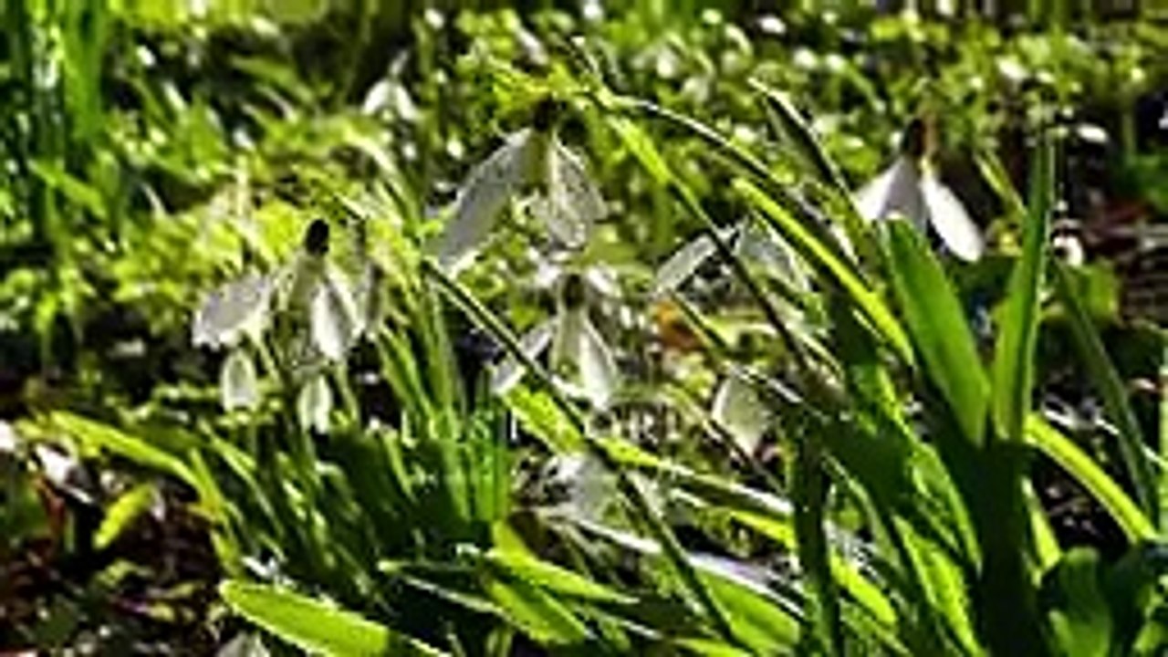 Storm Éowyn Ireland _ Living Off-Grid in the Irish Countryside _ My Rural Li_144p