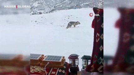 Yozgat’ta gördüğü tilki ve karacaları böyle besledi