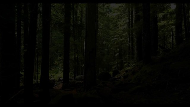 FOREST 4K • Amazing Nature Scenery & Relaxing Music for Stress Relief. • 4k Video