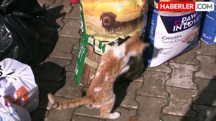 Erzincan'da Köpek Katliamı İddiası: Belediye Çalışanları Görevden Uzaklaştırıldı