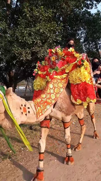 Camel ride