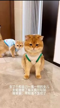 Hund und Katze kuscheln! 20250208