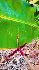 Nature’s touch! DIY crafts with plants and greenery!