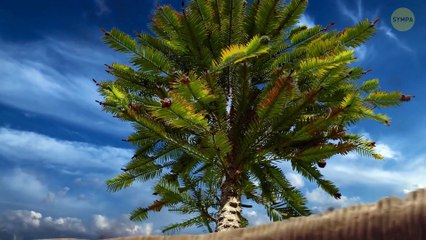 Ce que les experts disent qu'il ne faut jamais faire lors d'un tsunami