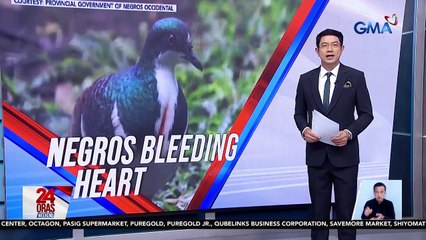 Endemic species na Negros bleeding-heart, balik-Pinas mula Singapore matapos sumailalim sa pagparami | 24 Oras Weekend