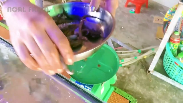 All Secrets of Seahorse Farming _ How To Raise Seahorses With Advanced Technology