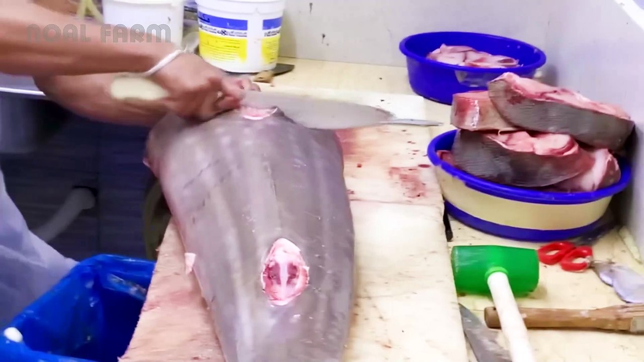 Shark Fishing and Processing For Meat, Skin And Fins - Inside the Shocking Shark Industry