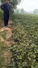 Visiting Agri farm_🌾🌱🌱🌱🌿#farming_#sweetpotatofarm(720p)