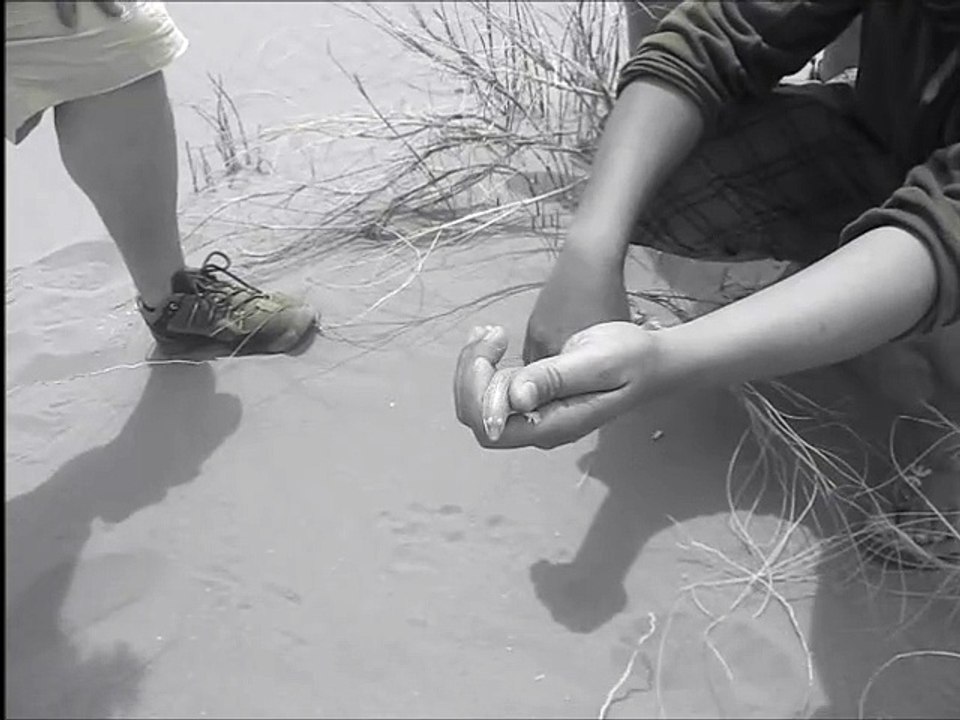Poisson des sables 2015