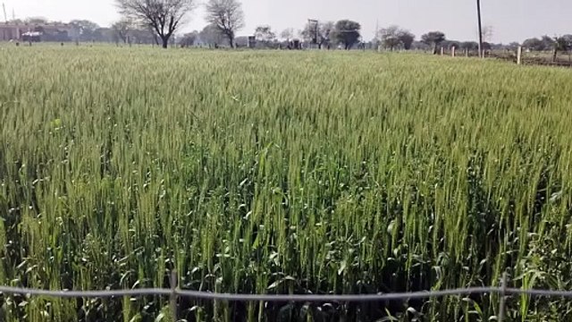 एमएसपी पर गेहूं के मिलेंगे 2550 रुपए दाम, एफसीआई जिले में करेगी 7600 टन की खरीद