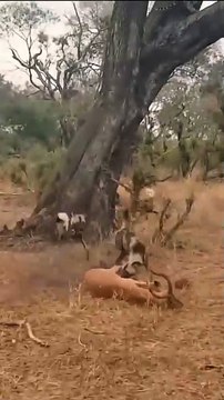 Looked like the democrats were going to win until Trump got there