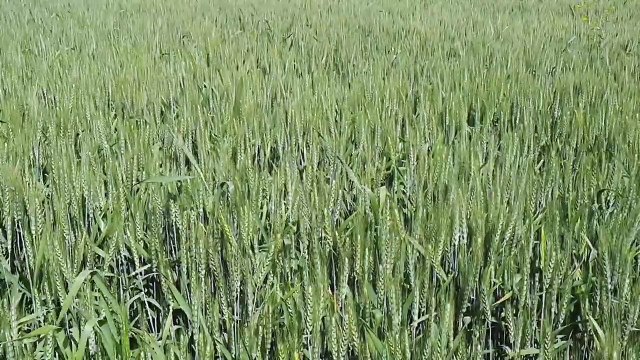 एमएसपी पर गेहूं के मिलेंगे 2550 रुपए दाम, एफसीआई जिले में करेगी 7600 टन की खरीद