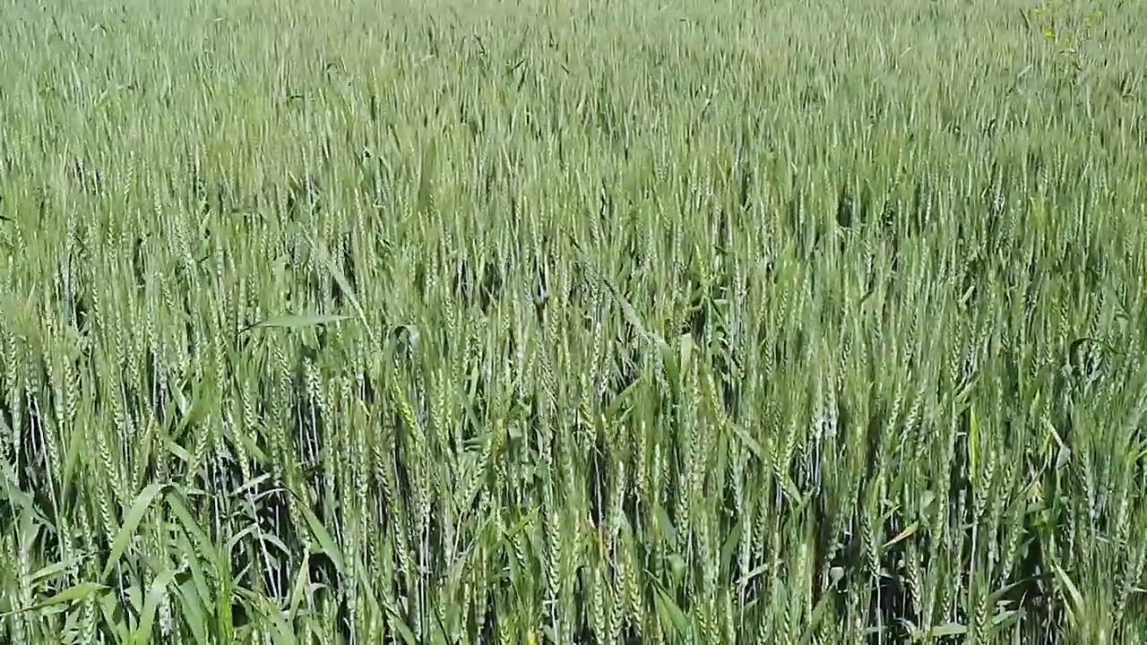 एमएसपी पर गेहूं के मिलेंगे 2550 रुपए दाम, एफसीआ...