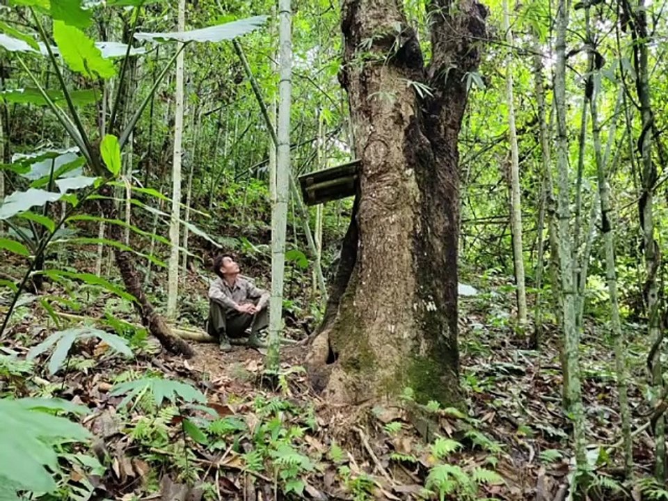 Incredible Tree Hole Shelter – Solo Overnight Camping in the Wilderness 🌲🏕️ #viralvideo