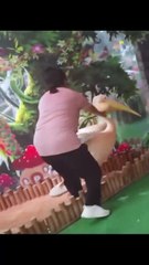 She saved a pigeon swallowed by the pelican