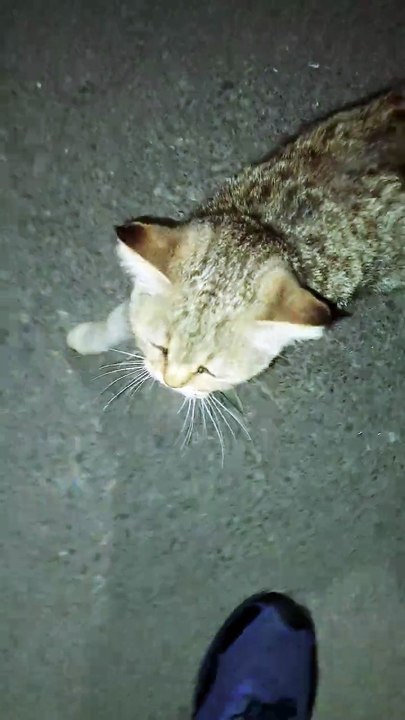 A cute cat . A kitten is outside