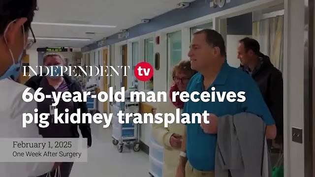 Watch: 66-year-old man receives pig kidney transplant