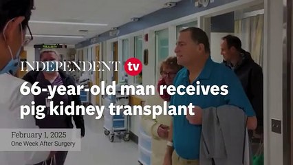 Watch: 66-year-old man receives pig kidney transplant