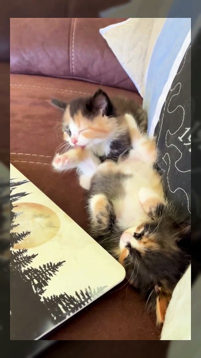 My kittens a couple of years ago…