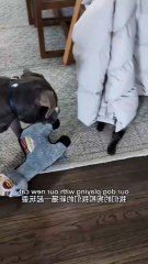 Dog + Cat Learning to love each other #cat #do