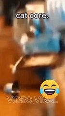 Cat Core #fanny #fyp #cat_core #cat #followme