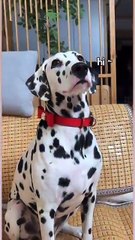 Funny Moments of Cat & Dog Bosses - Episode 2 |  Meow & Woof Universe