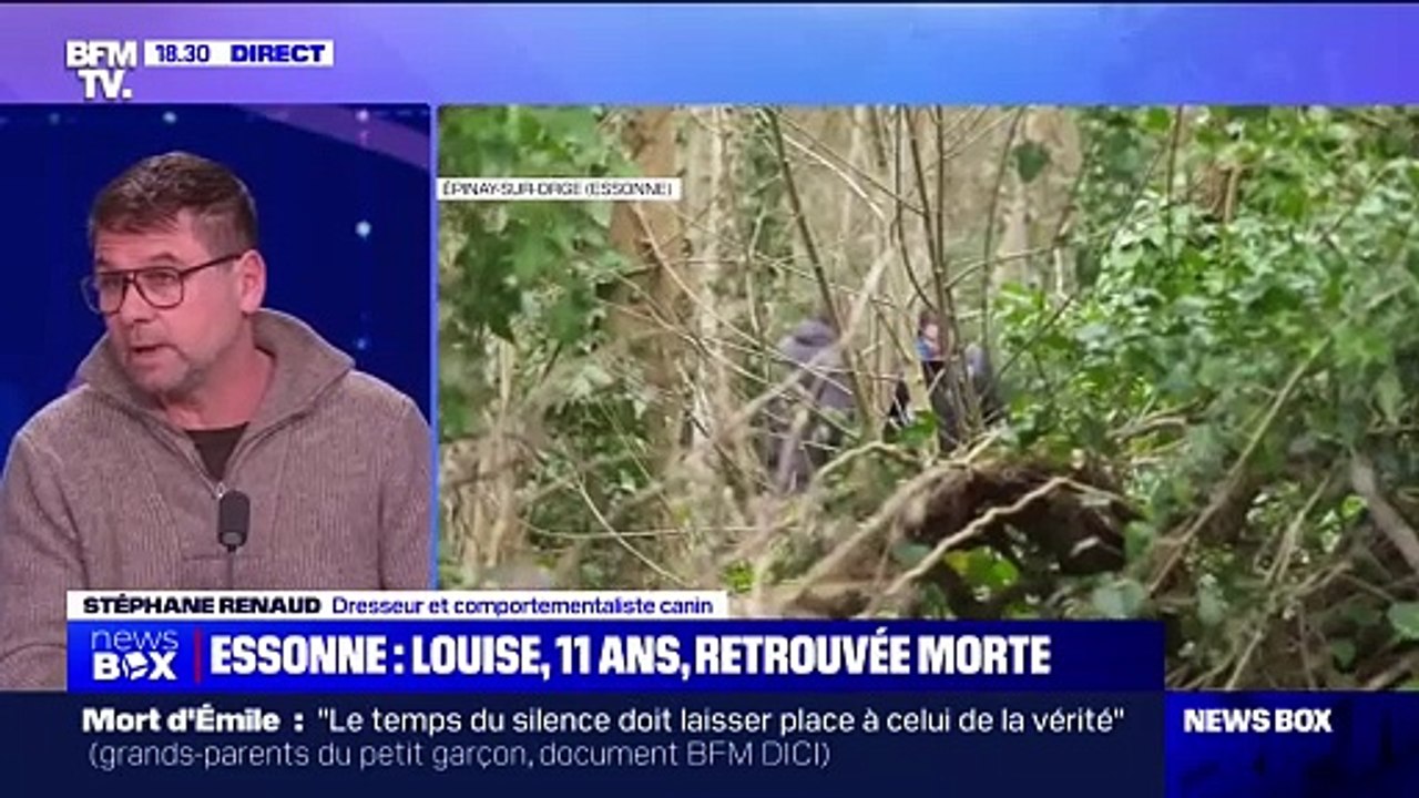 Disparition d'enfant: comment travaillent les chiens renifleurs?