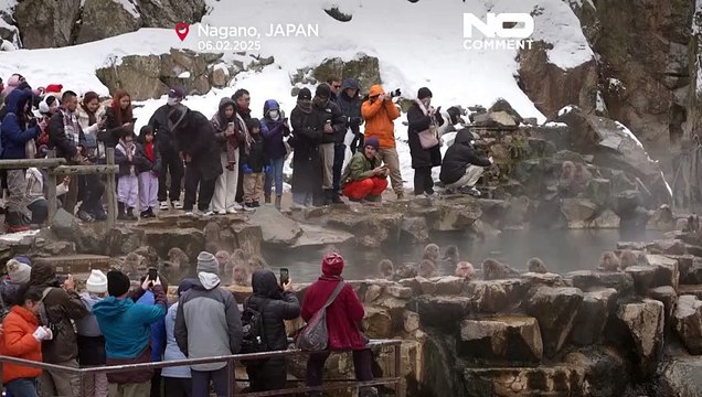 NO COMMENT: Los macacos que se bañan en aguas termales en Japón atraen multitudes récord