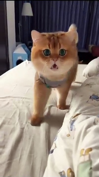 Welpen teilen ein Spielzeug! 20250208