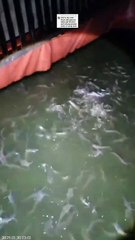 Tidak selamanya kocor air itu bagus, ini buktinya