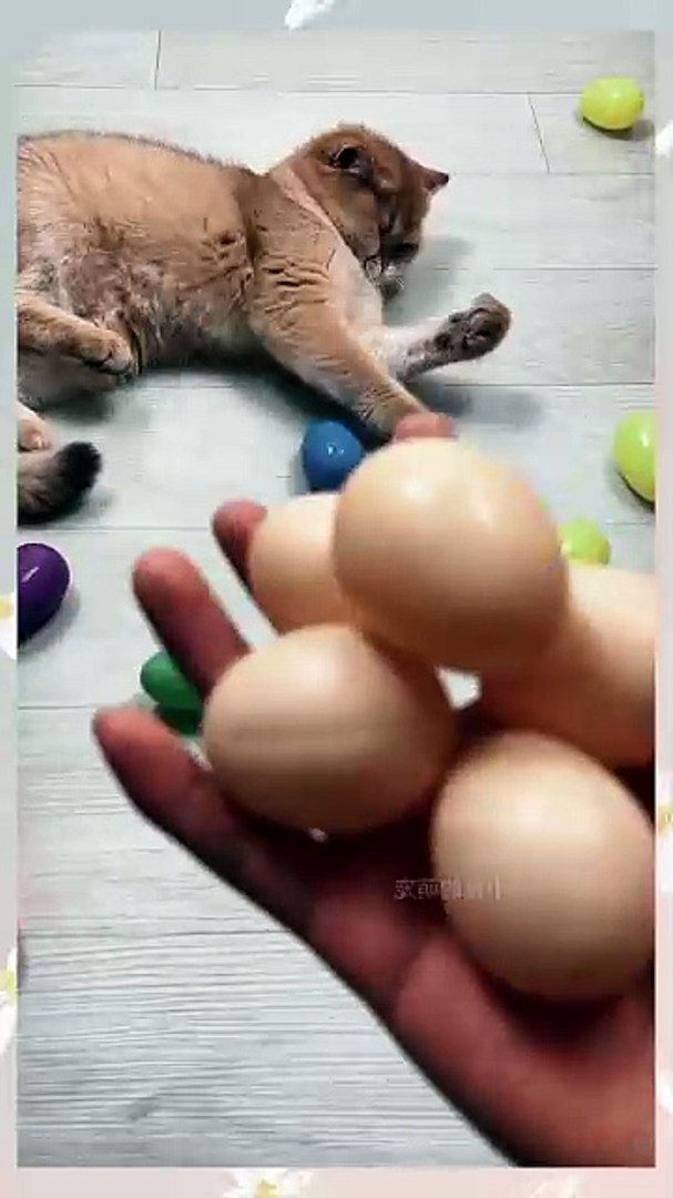 ⁣Sweet moments of cute pets and eggs