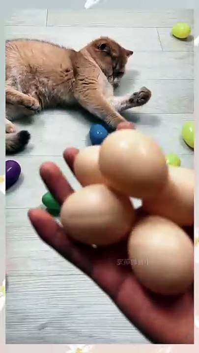 Sweet moments of cute pets and eggs