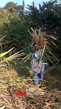 Farmers Harvesting Sugarcane Field & Loading On Camel Cart 🐪 - Village Life - Sindh - max RECORDS