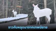 งดงามชวนฝัน ! เจอกวางเผือกริมถนน ตัวสีขาวราวกับประติมากรรมน้ำแข็ง