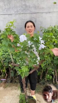 Beautiful scene of grapes plants fruit|grapes 🍇 fruit|garden scene|gardening ideas at home