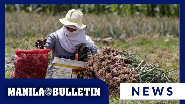 DA’s 4,000 MT onion importation exposes gov’t neglect of Pinoy farmers—groups