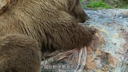 Wildlife Chronicles: The Secret Life of Jungle Animals & Birds (Part 1)