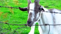 Cute Little Animals: Duck, Dog, Cow, Chicken, Sheep, Horse, Cat, Pig, Monkey - Cute Animal Sounds