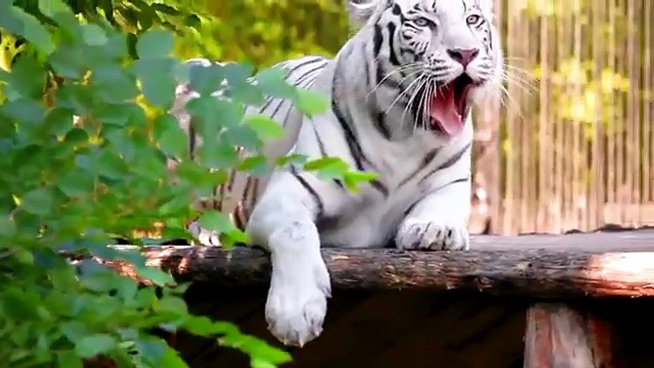 Characteristic of Farm Animals: Sheep, Cow, Chicken, Dog, Cat, Monkey, Pig - Farm Animal Sounds